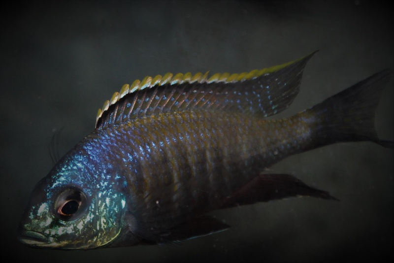 Placidochromis sp. 'blue otter' Tsano Rock